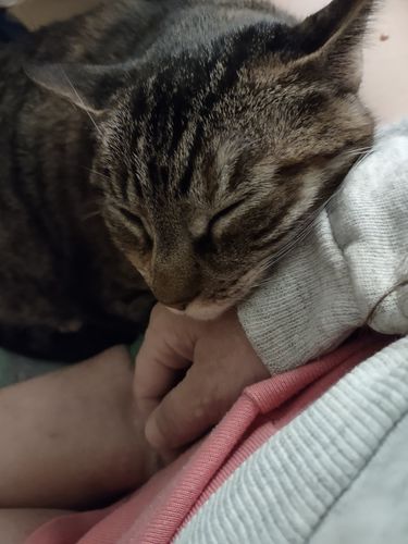 Customer photo review of Tuna & Salmon Recipe Flaked Dinner In Broth Adult Cat Food, 2.8-oz, Case of 12