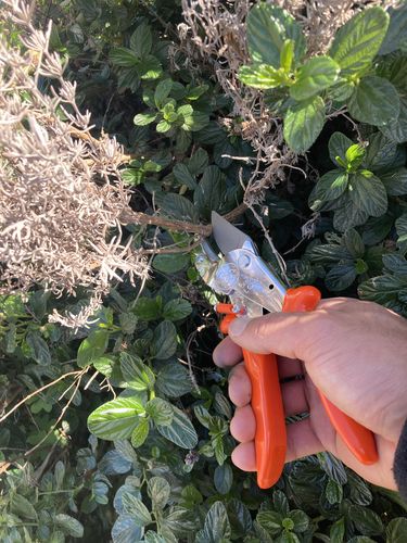 Customer photo review of Pruning Shears Anvil 1.25" Cut - Lowe 10.107