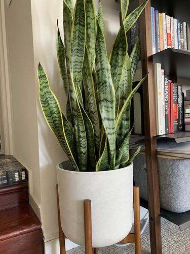 Customer photo review of 12” Signature Stone Planter