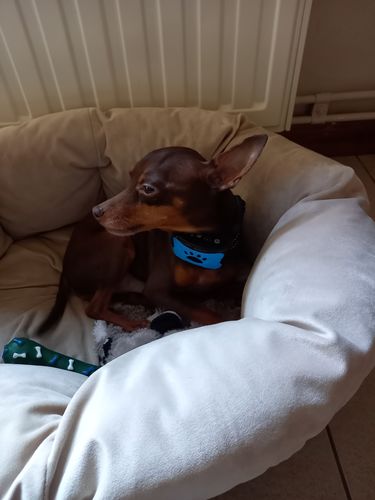 Customer photo review of Collier Anti Aboiement PuppySafe