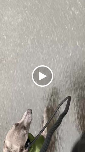 Customer video review of Ragnar Slip Leash