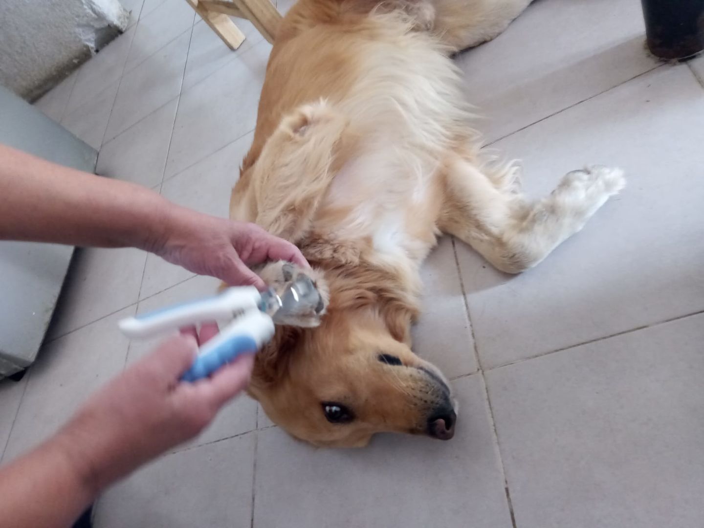 Customer photo review of Safety Pet Nail Clippers