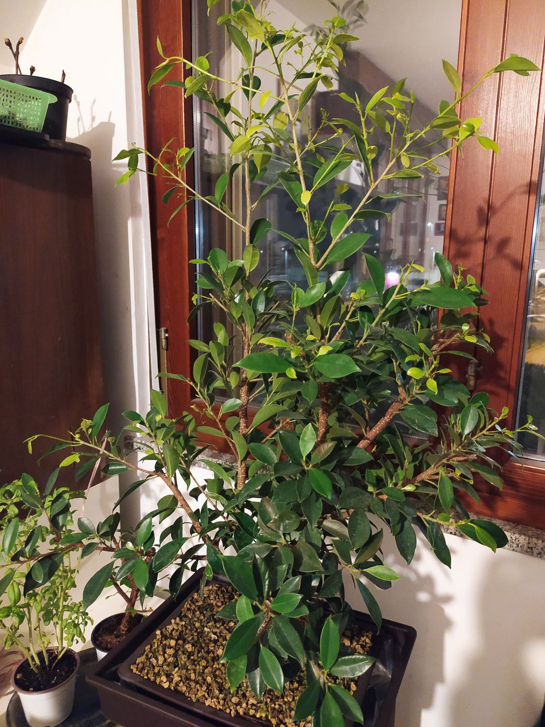 Customer photo review of NANOTEK CB® (DNA BONSAI 2.0)