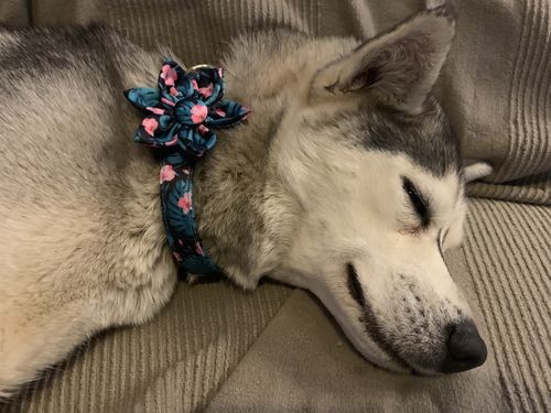 Customer photo review of Collier pour Chien Personnalisable Modèle Mignon