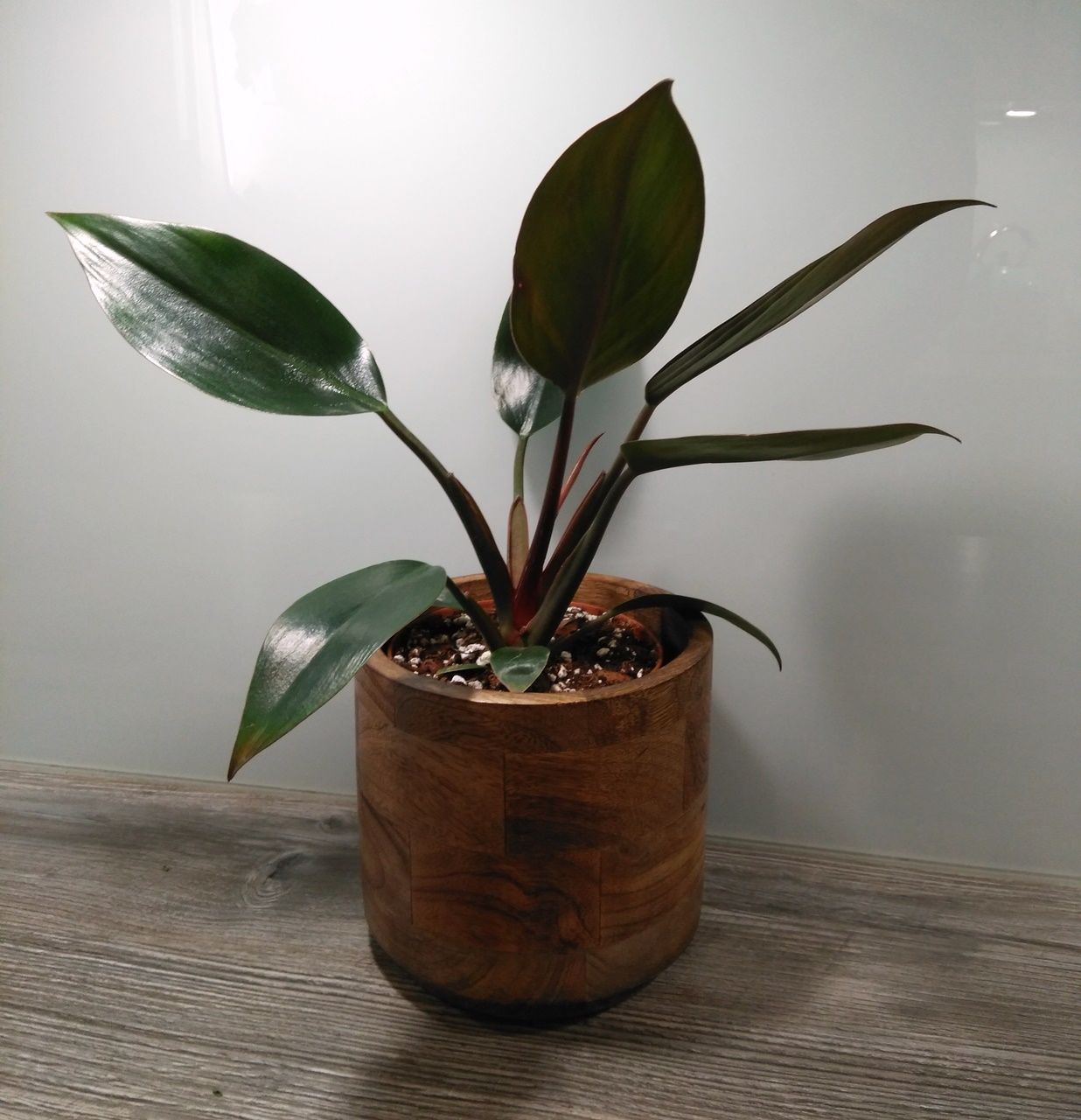 Customer photo review of PHILODENDRON RED CONGO