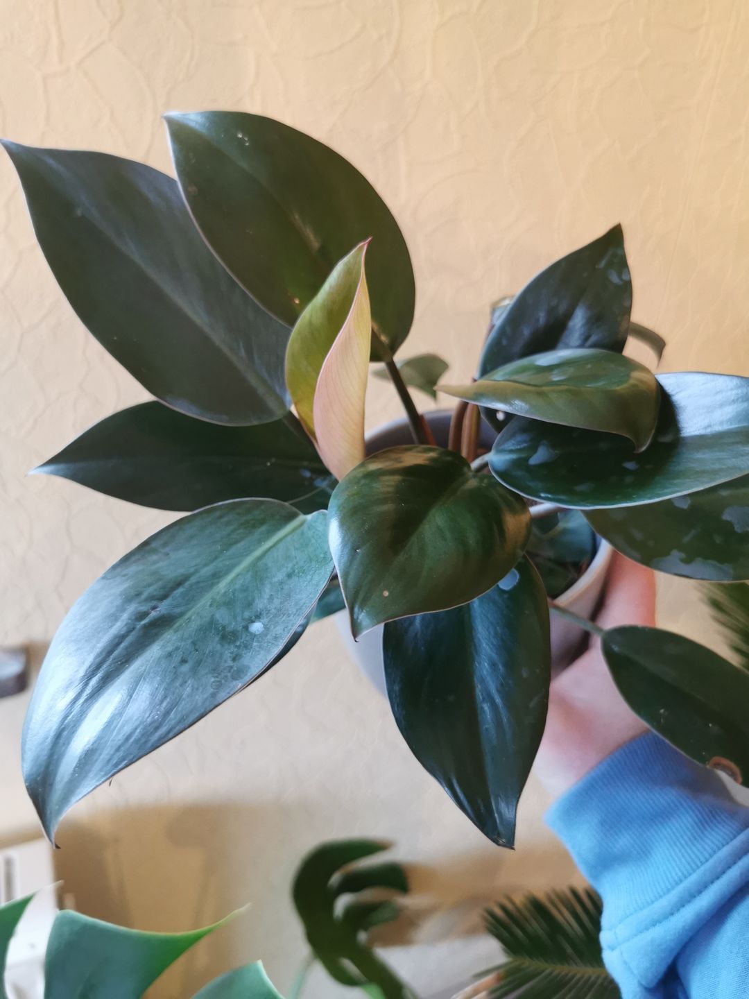 Customer photo review of PHILODENDRON RED CONGO