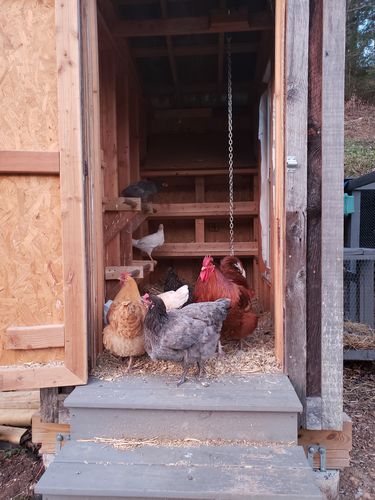 Customer photo review of GrubTerra Dried Black Soldier Fly Larvae