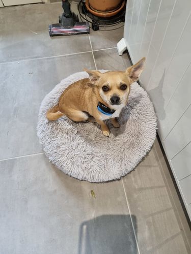 Customer photo review of Collier Anti Aboiement PuppySafe