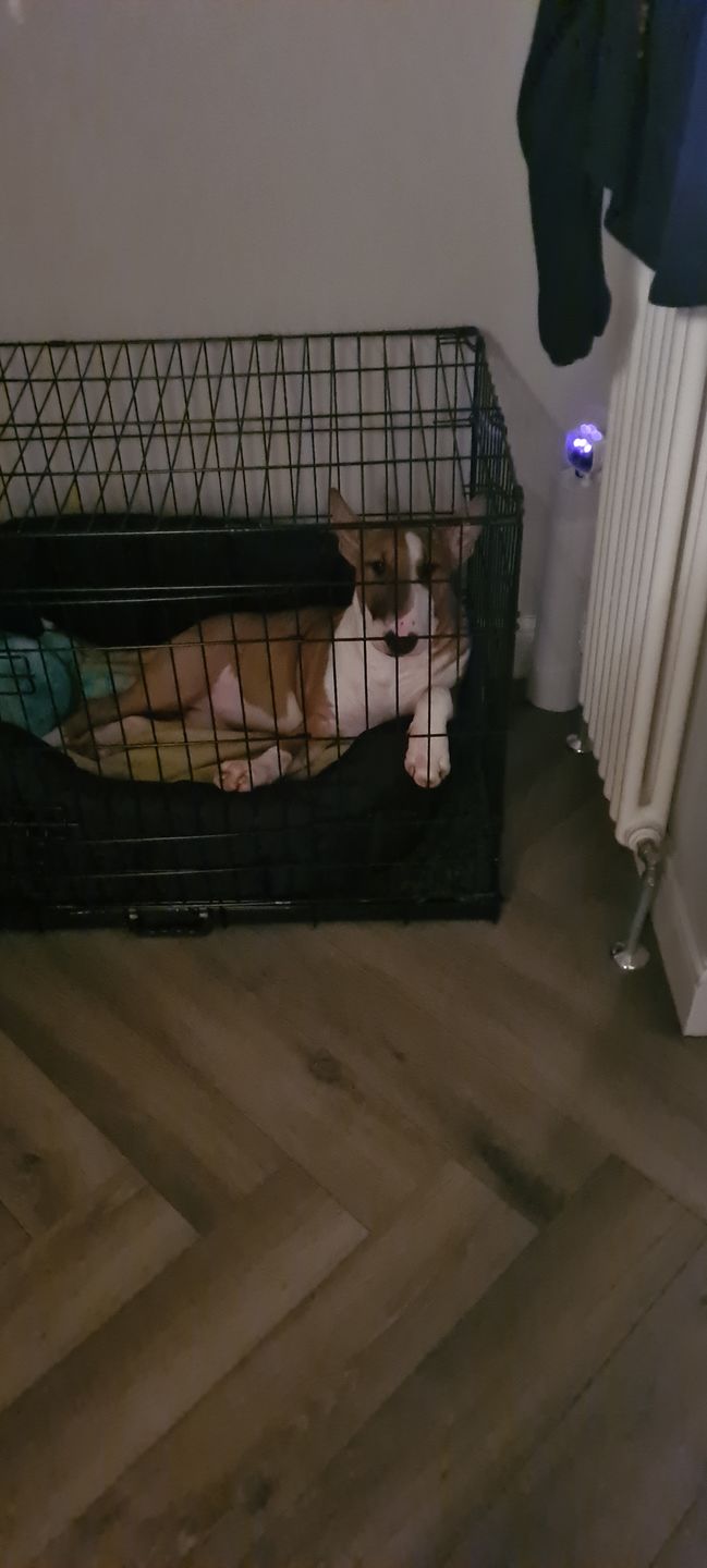 Customer photo review of Country Dog Heavy Duty Oval Waterproof Bed