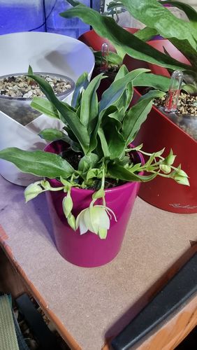 Customer photo review of Cochleanthes mit 1-2 lila Blüten