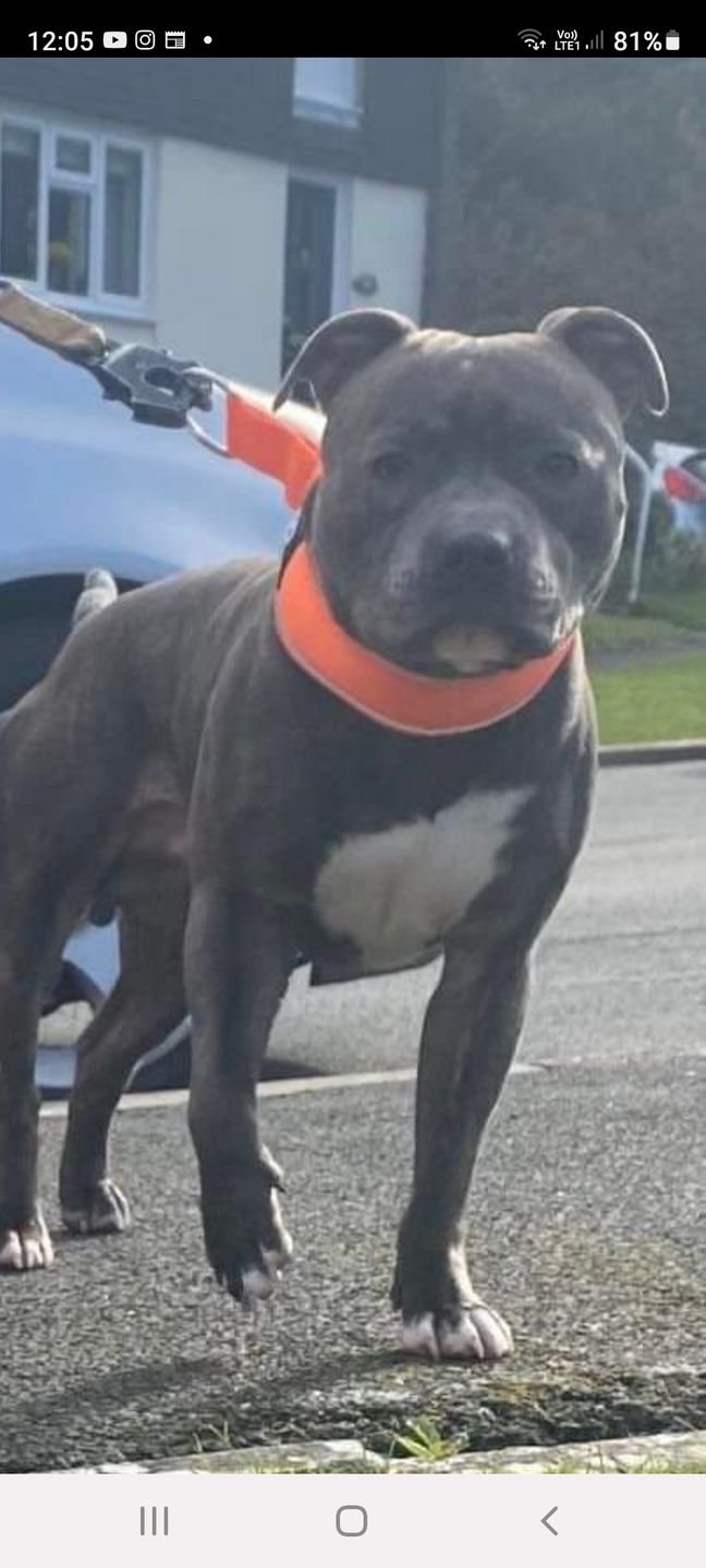 Customer photo review of 5cm RR Collar | Soft Padded & Reflective | Series 2 - Orange