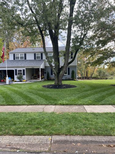 Customer photo review of GCI Turf Cool Blue Grass Seed