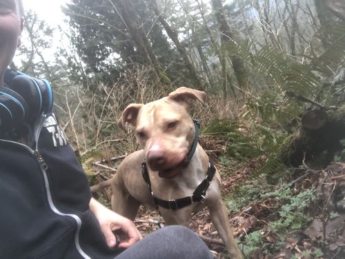 Customer photo review of Pet Tincture 500mg Isolate CBD