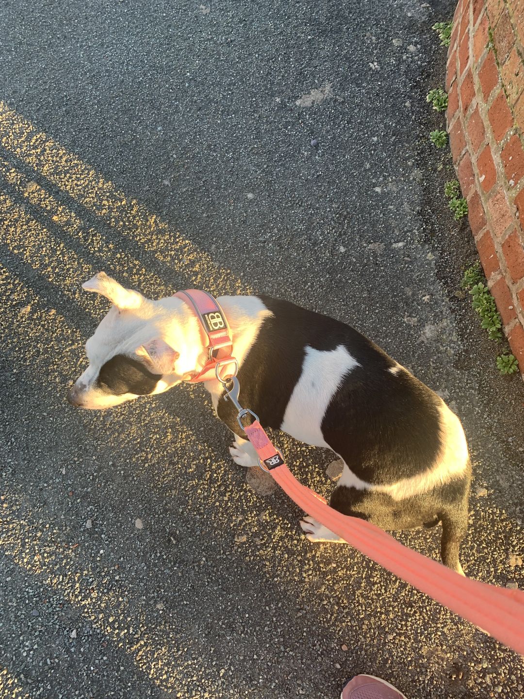 Customer photo review of 4cm Slip on Collar | Soft Padded & Reflective - Pink v2.0