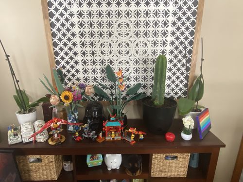 Customer photo review of San Pedro Cactus | Echinopsis pachanoi