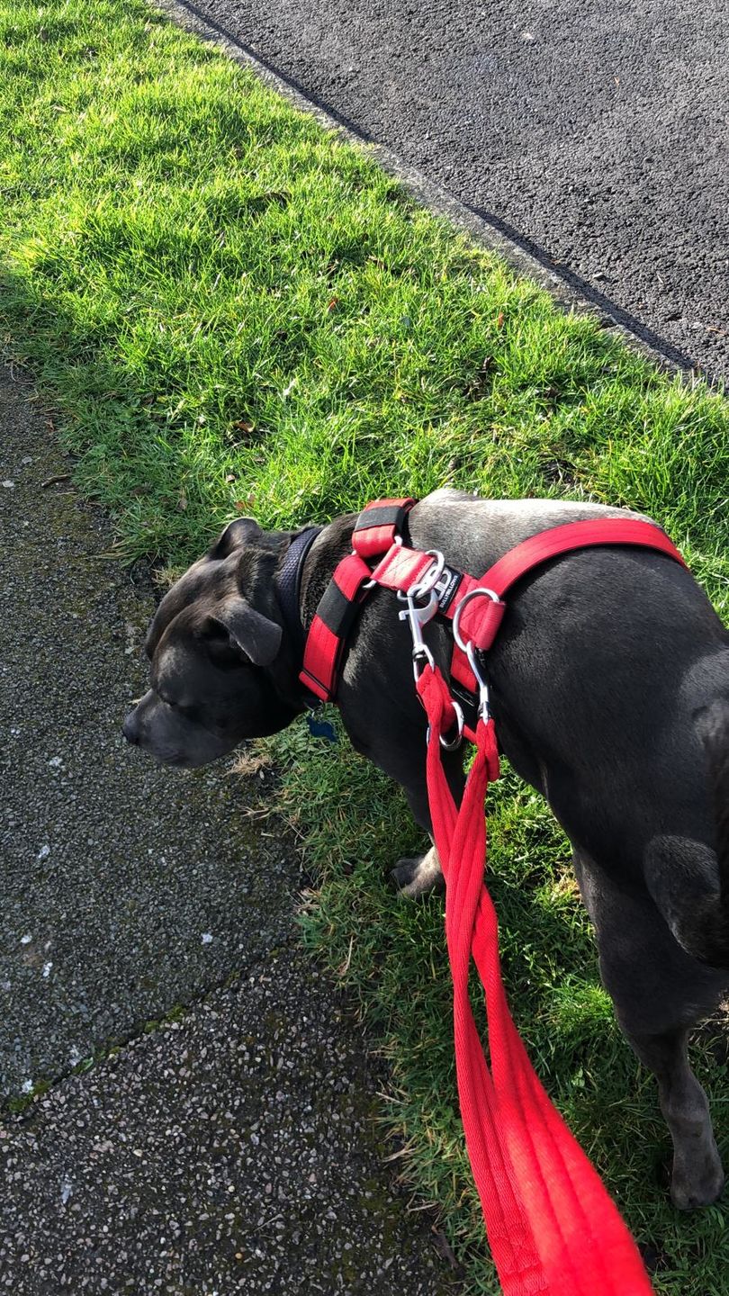 Customer photo review of Double Ended Training Lead | All Breeds - Durable & Soft 2m Lead - Red