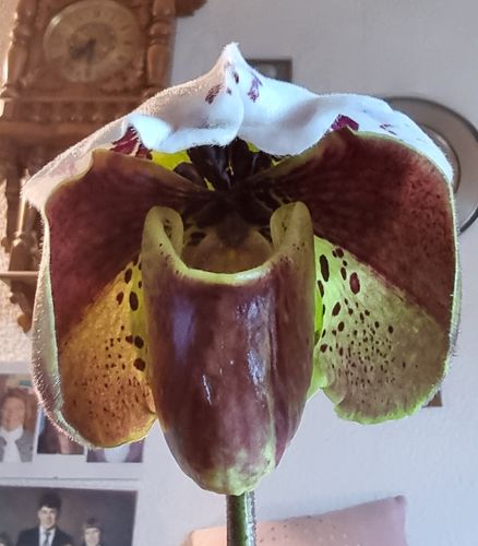 Customer photo review of Cochleanthes mit 1-2 blauen Blüten