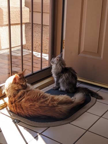 Customer photo review of Stool-Fix for Dogs & Cats - 100g