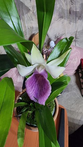 Customer photo review of Frauenschuh Orchidee - amerikanische Hybride mit großer Blüte