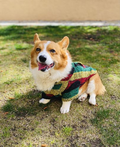 Customer photo review of Playa Poncho