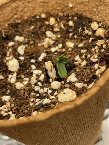Customer photo review of Sohum Soil Organic Living Soil Just Add Water 1.5 cu ft