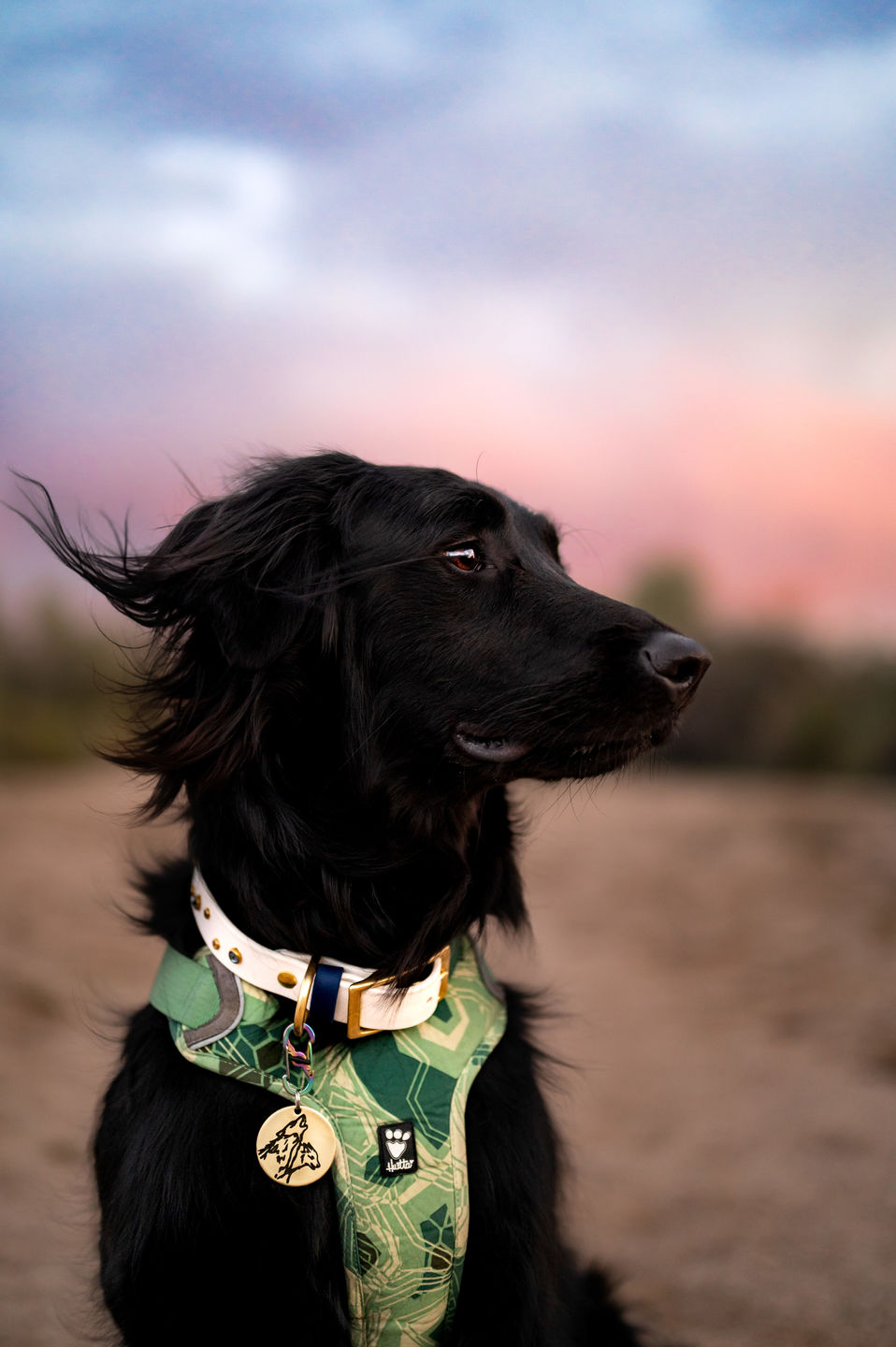 Customer photo review of The 'Bijou' Buckle Collar