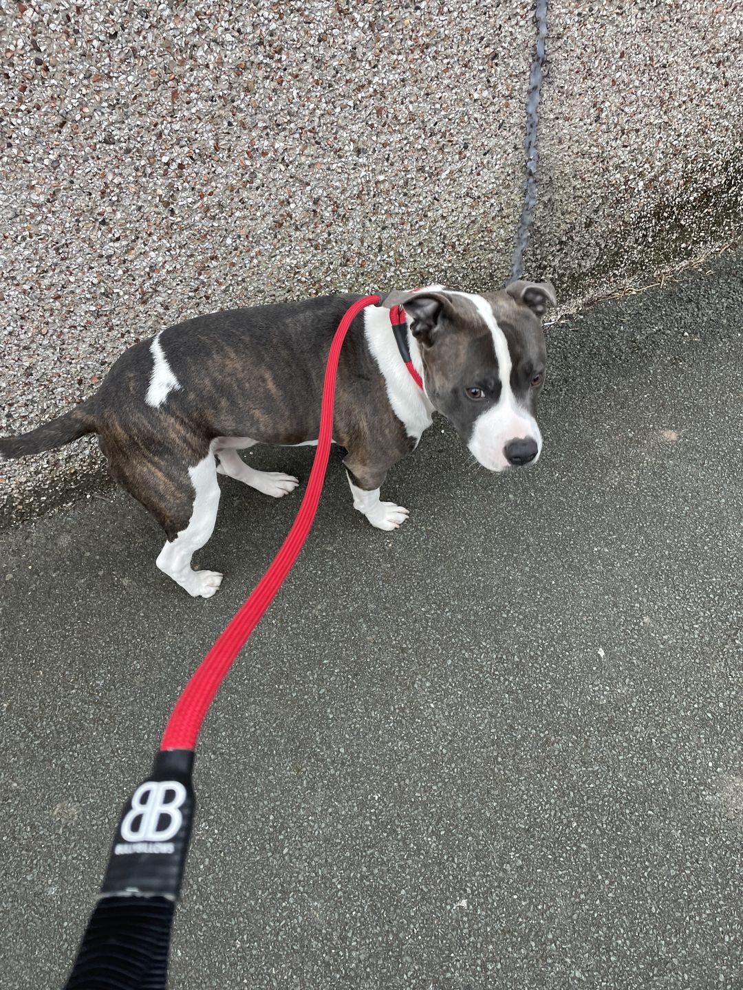 Customer photo review of Slip Lead | Anti-Pull & Anti-Choking Training Lead - Red