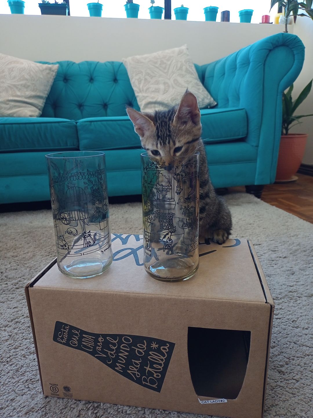 Customer photo review of Cat Lover Juego de 6 Vasos Gatunos 500ML