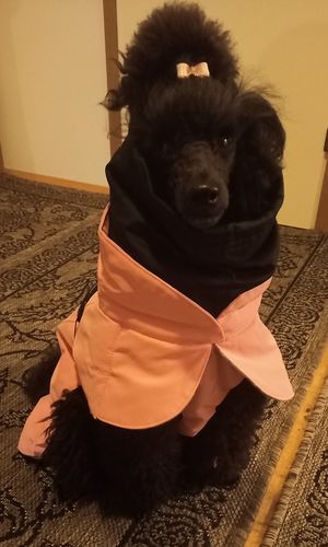 Customer photo review of Visibility Winter Jacket Pink for Dogs