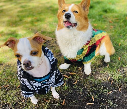 Customer photo review of Playa Poncho