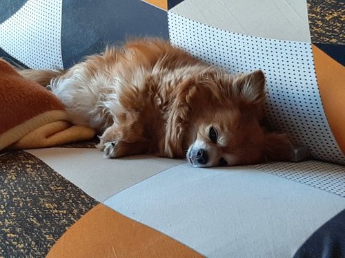 Customer photo review of Modern - Housses 100% Waterproof et Ultra résistantes Extensibles de Fauteuil et Canapé
