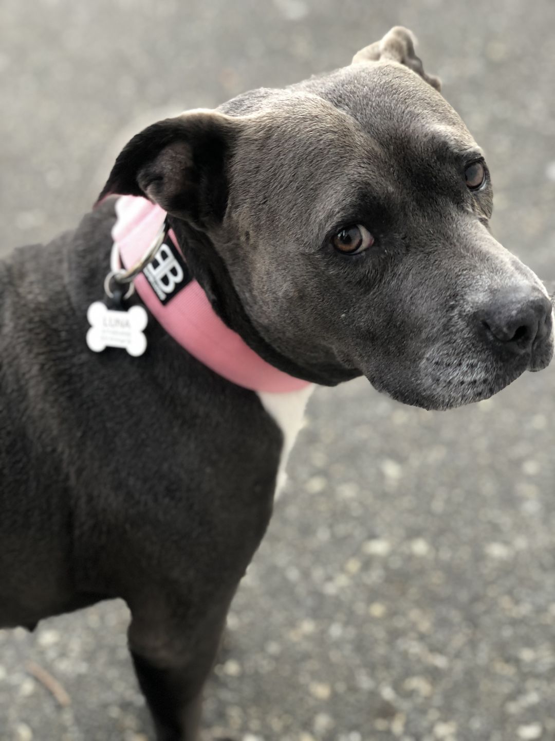 Customer photo review of 5cm Combat® Collar | Rated Clip - NO HANDLE - Pink v2.0