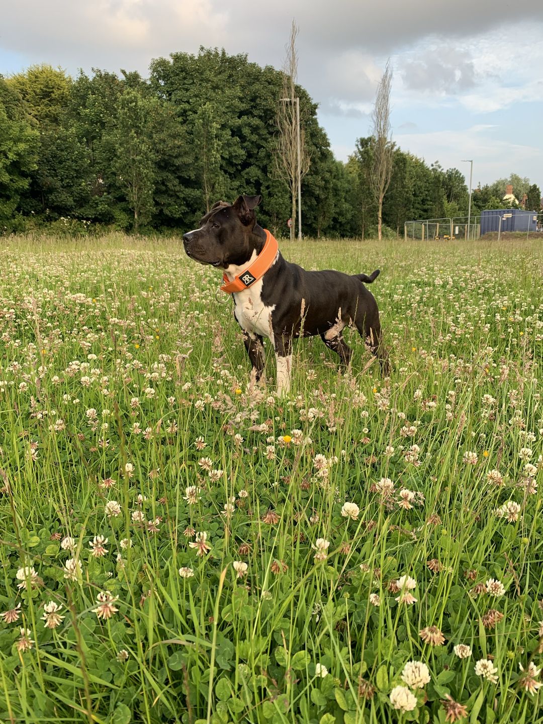 Customer photo review of 5cm Slip on Collar | Soft Padded & Reflective - Orange v2.0