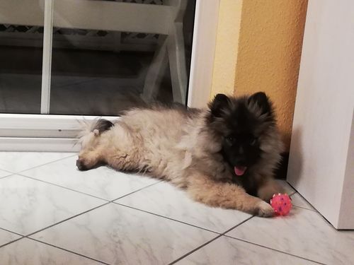 Kundenbewertung mit Foto zu BELISY Läuse & Flöhe Bachblüten Globuli für Hunde & Katzen - 10g