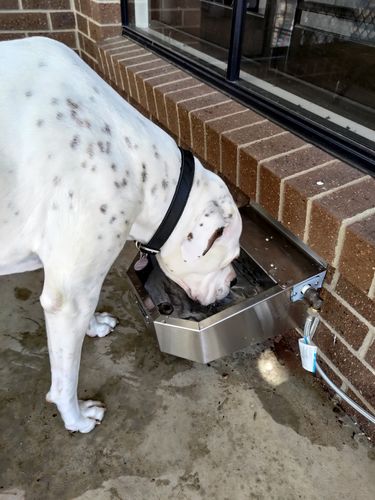 Customer photo review of Pet Rehydration Station