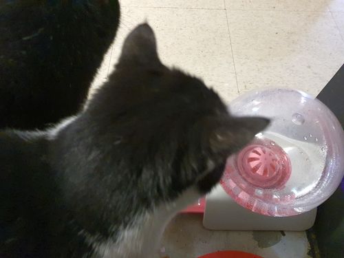 Customer photo review of Automatic Bubble 2.8L Pet Water Fountain