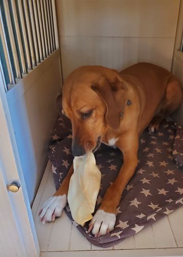Customer photo review of Cow Ears For Dogs
