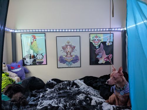 Customer photo review of Cat In Cat, Matte Art Print Poster