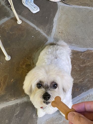 Customer photo review of Grain & Gluten-Free Pumpkin Biscuit Dog Treats  Auto renew