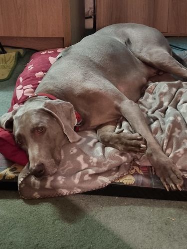 Customer photo review of Personalised Furbaby Christmas Baubles (Dog & Cat)