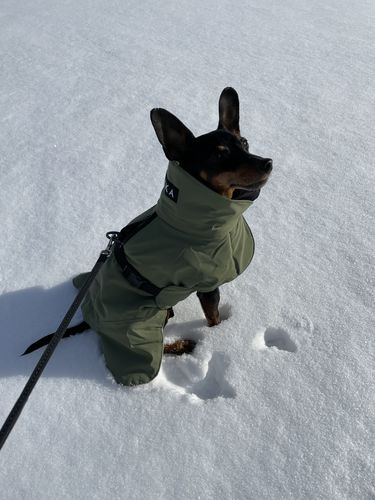 Customer photo review of Visibility Winter Jacket Green for Dogs