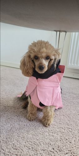 Customer photo review of Visibility Raincoat Lite Pink for Dogs