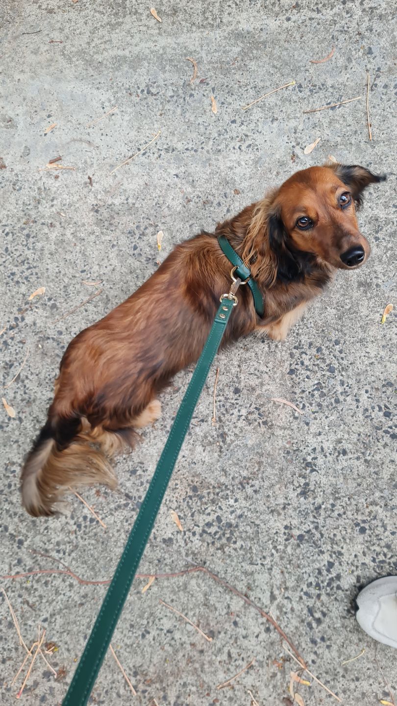 Customer photo review of HARNESS - Bottle Green