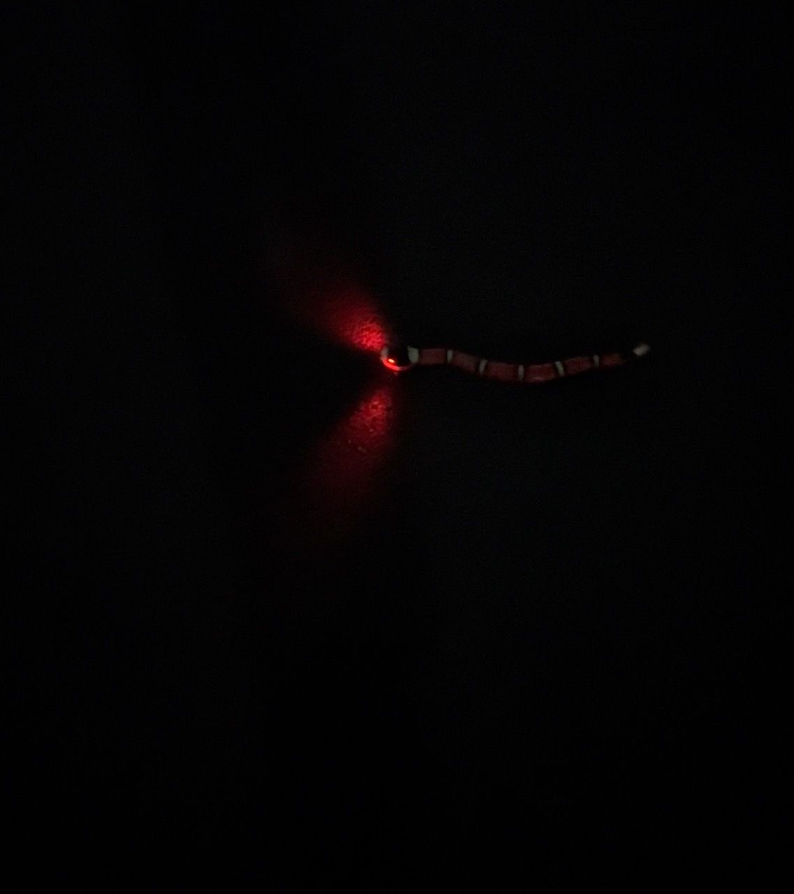 Customer photo review of Smart Sensing Snake