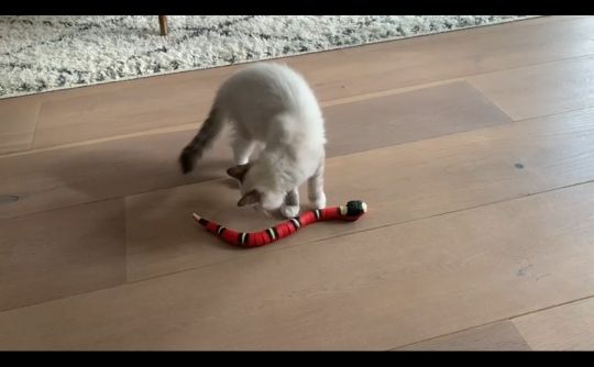 Customer photo review of Smart Sensing Snake