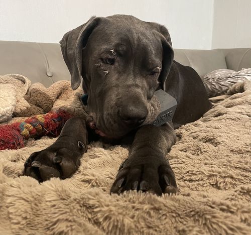 Customer photo review of The Fenrir Hammer