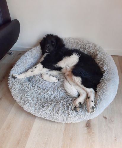 Customer photo review of Hundebett rund XL Wuscheldonut