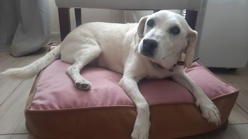 Customer photo review of CAMA ORIGEN PALO ROSA-CAFE