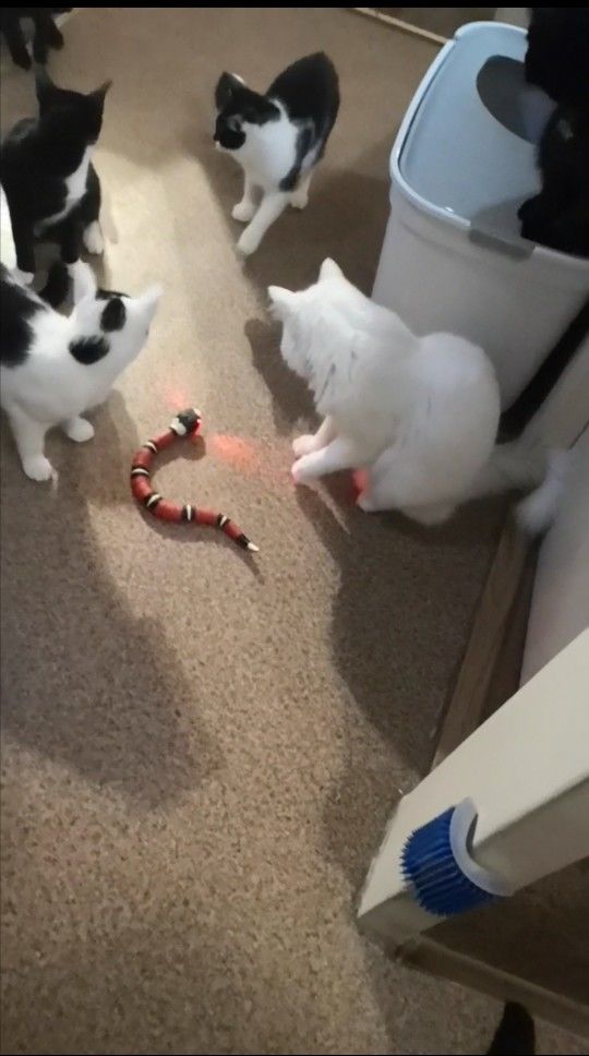 Customer photo review of Smart Sensing Snake