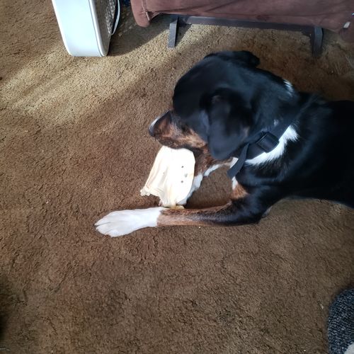 Customer photo review of Cow Ears For Dogs
